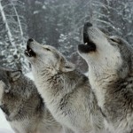 wolf | gray wolf pack howl