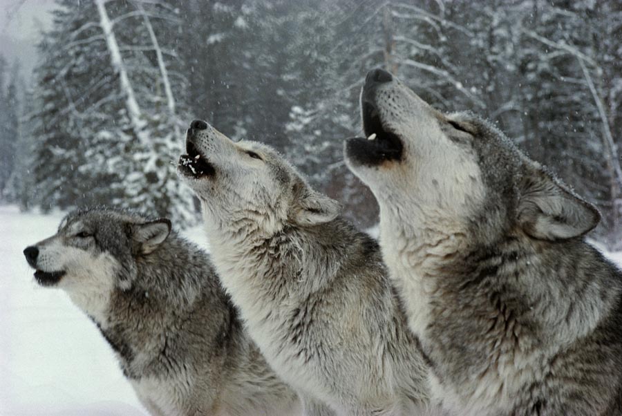 Pack Of Gray Wolves