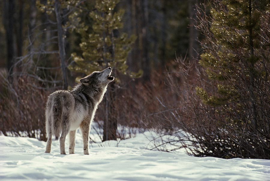 wolf walking away