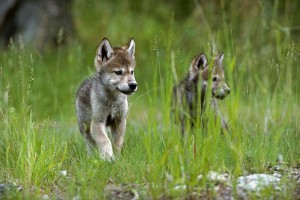 Wolf | Gray Wolf Puppy