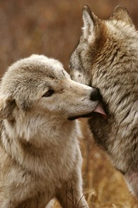 The Beta Wolf