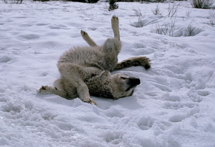 [Image: rolling-in-snow.jpg]