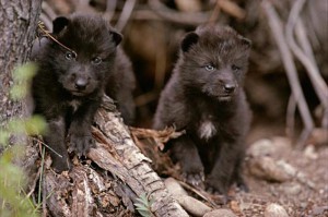 Wolf | Gray Wolf Puppy