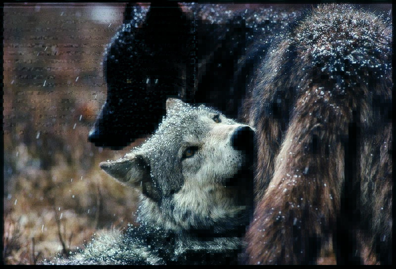Wolf | Gray Wolf Alpha