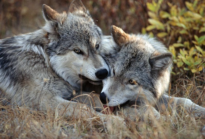 Wolf Meet The Wolf Living With Wolves