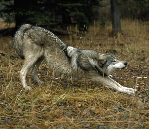 Gray Wolf Stretching