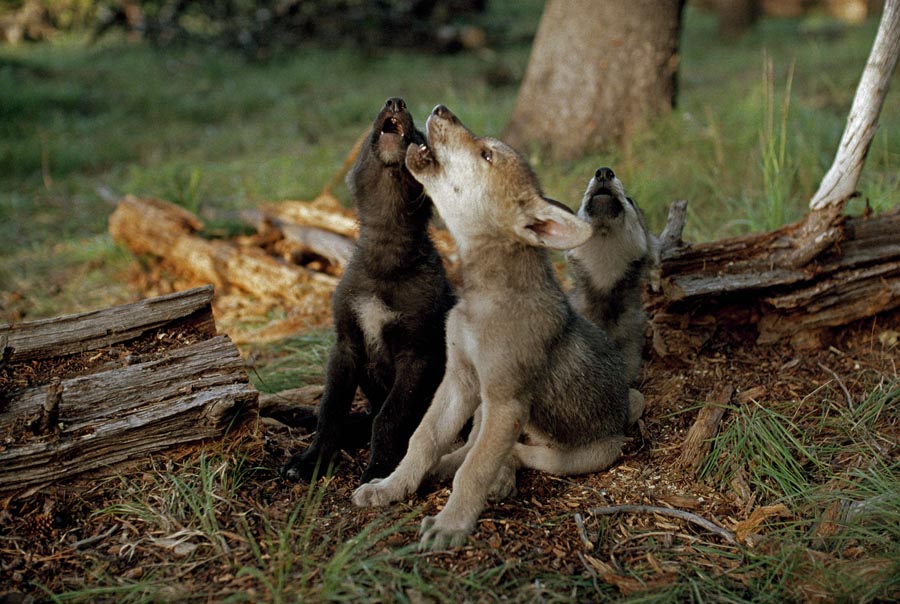 dark brown wolf pup