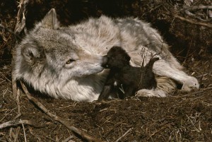 Wolf | Gray Wolf and Pup
