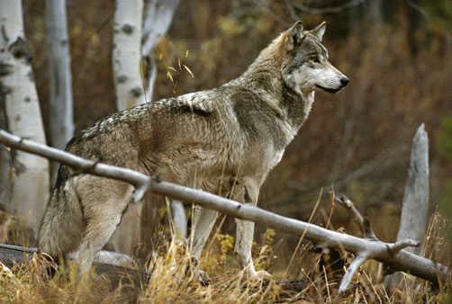 The Gray Wolf: Animals of North America - WorldAtlas