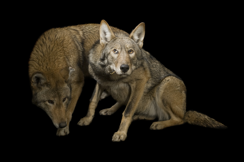 Critically endangered Red Wolf