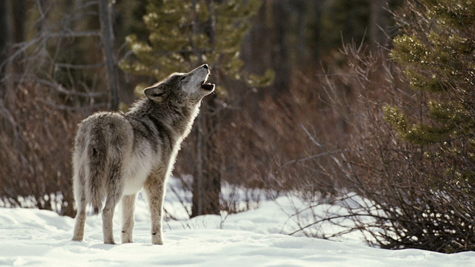 Meet The Wolf Living With Wolves