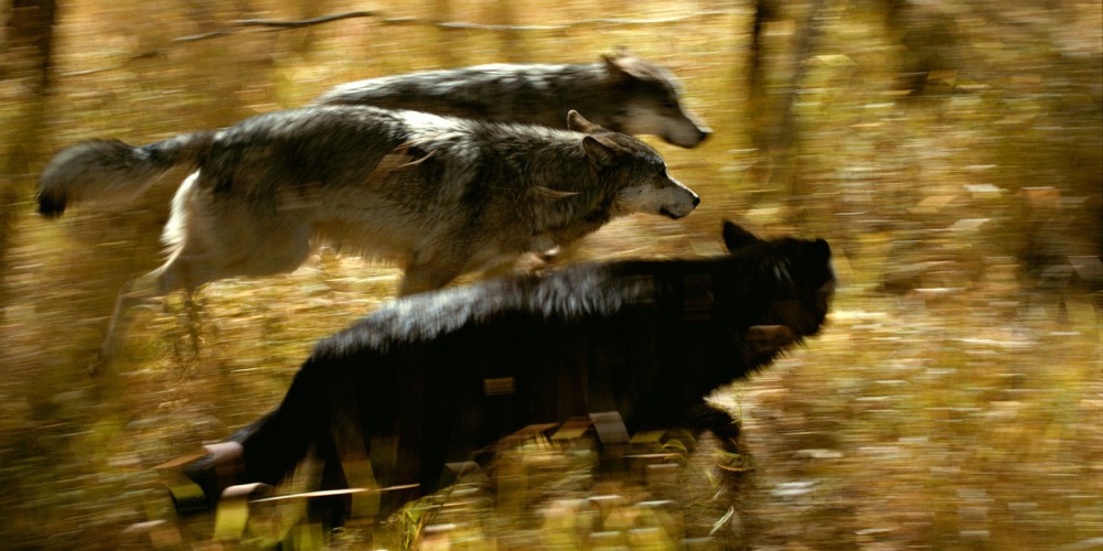 Wolf | Gray wolves hunting
