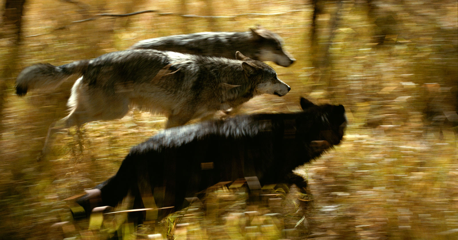 How Wolves Hunt - Living with Wolves