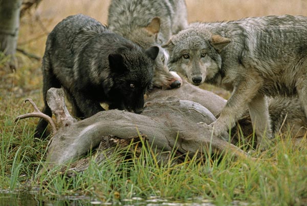 Pictures Of Gray Wolves Hunting