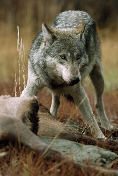 Wolf | Gray wolves hunting