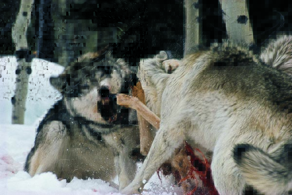 Loup | Loups gris en chasse