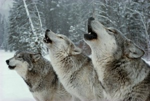 wolves | living with wolves howling