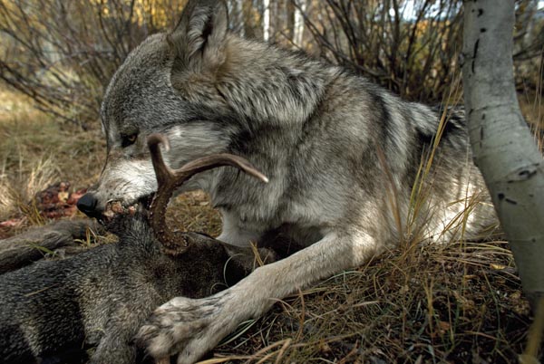 Hasil gambar untuk gray wolf eating