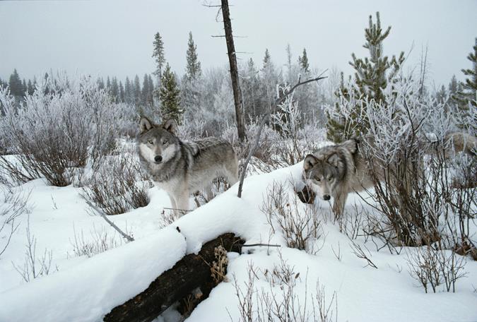 wolves | living with wolves