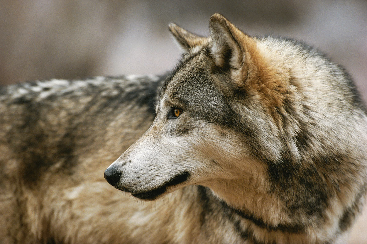 Living with Wolves | Idaho Wolf Hunting Laws have Changed