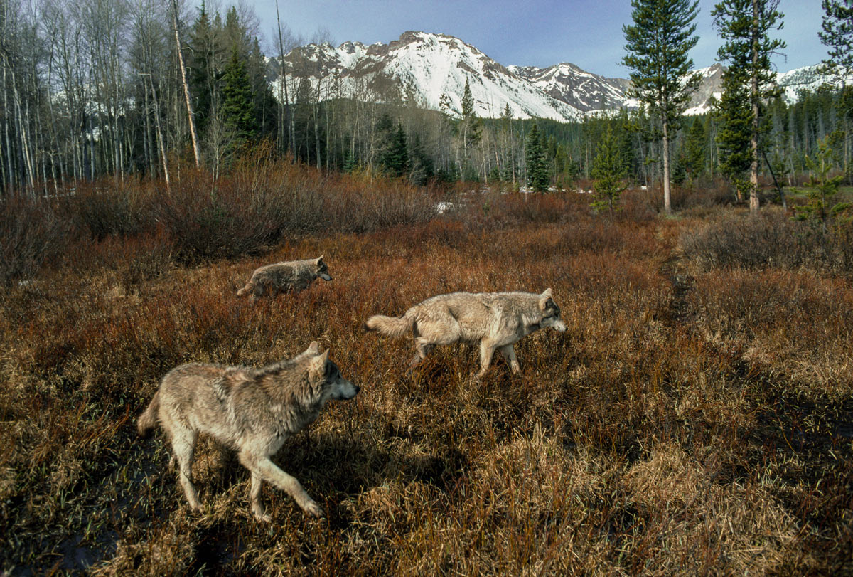 Living with Wolves | Idaho Wolf Hunting Laws have Changed