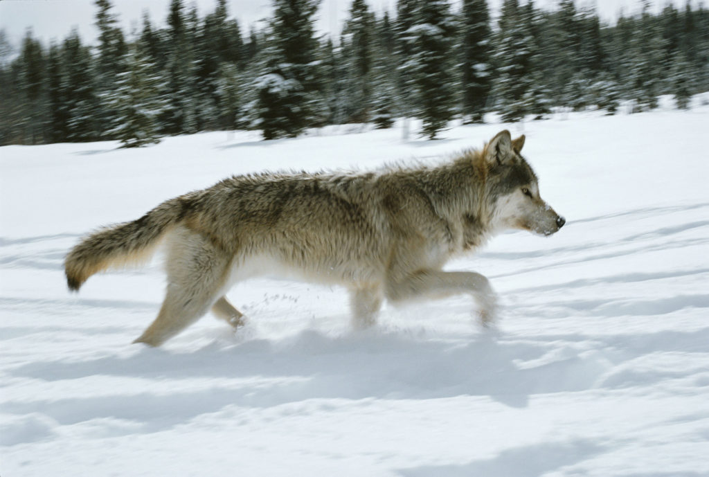 Living with Wolves Idaho Wolf Hunting Laws have Changed Living with