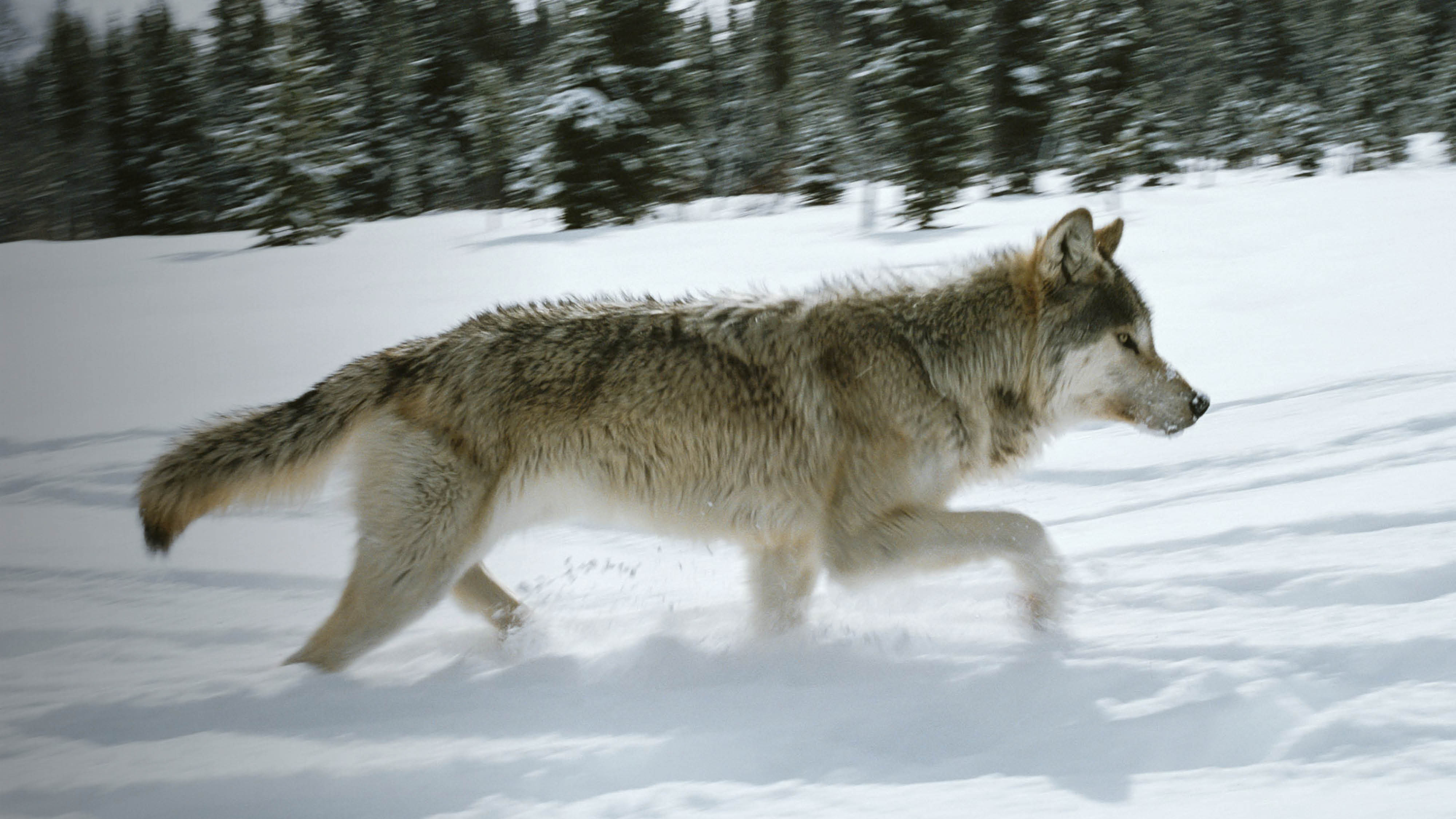 Did You Know? Idaho’s Wolf Hunting Rules Have Changed.