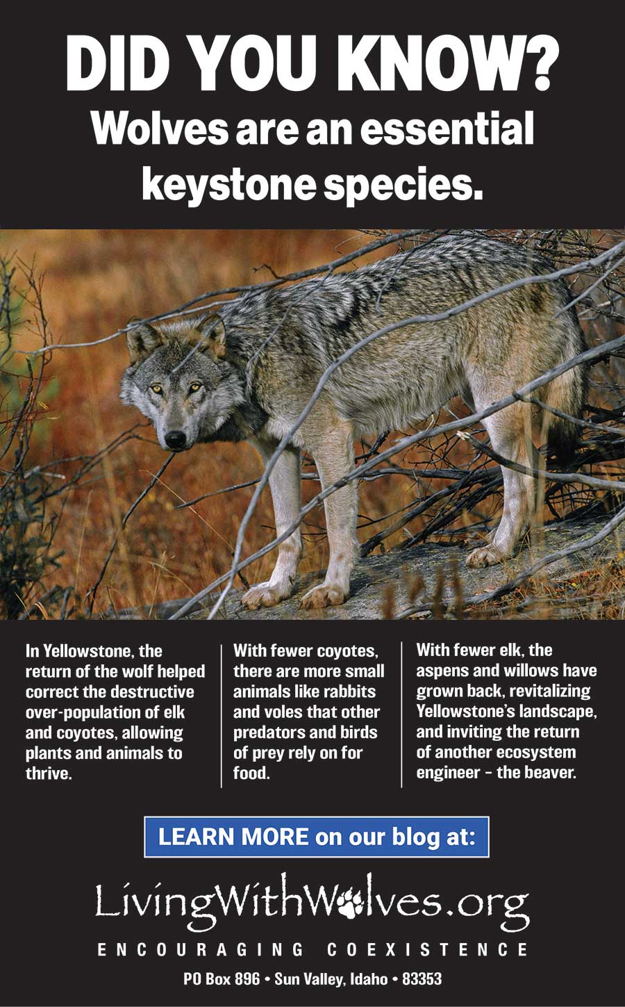 DID YOU KNOW? Wolves are an essential keystone species. - Living with Wolves