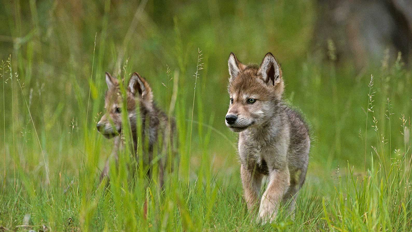 DID YOU KNOW? Wolves only have one litter of pups annually.