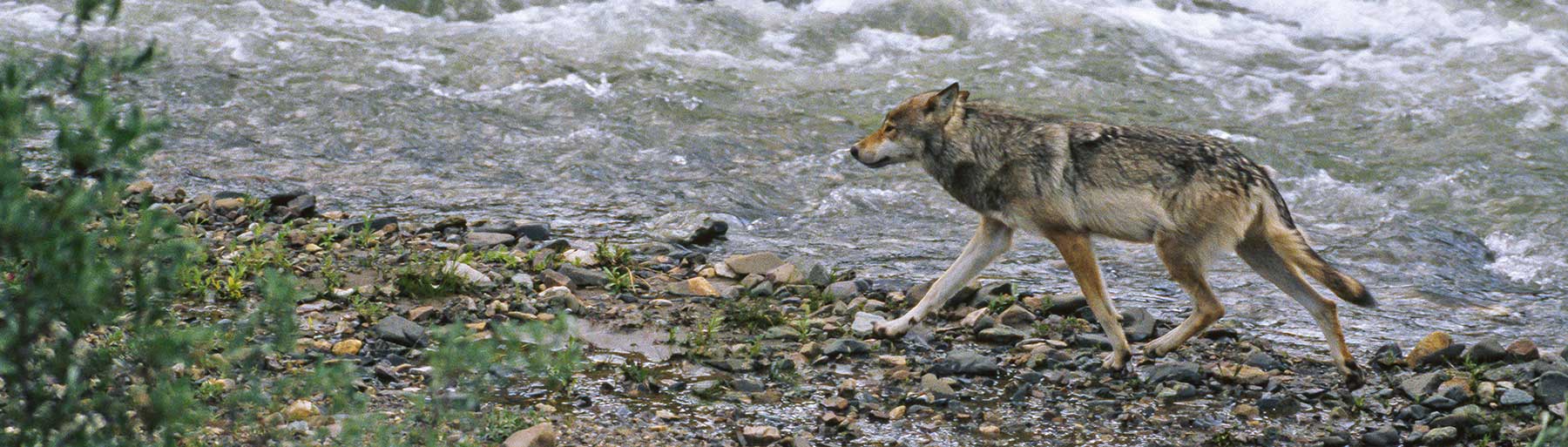 DID YOU KNOW? Wolves rarely pose a threat to people.