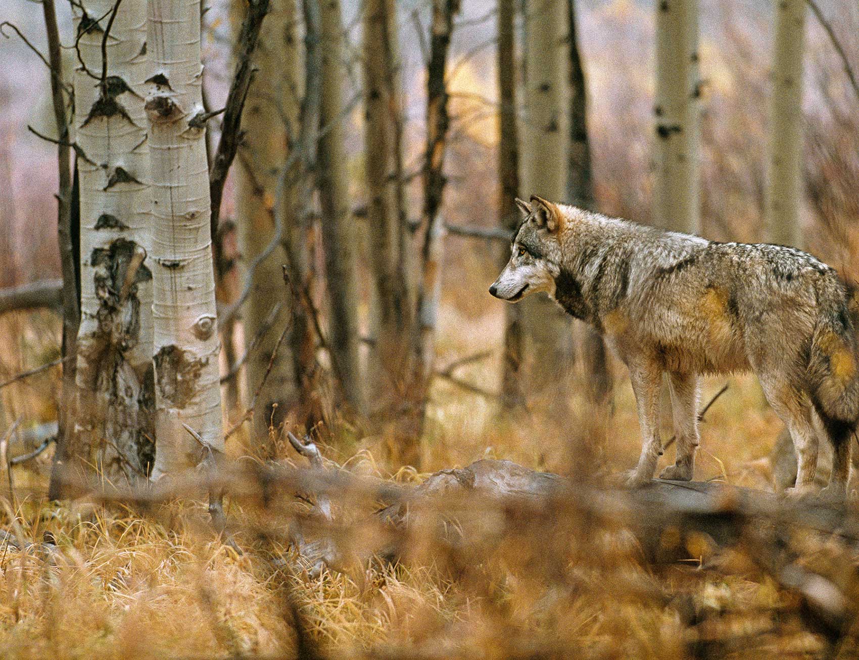 DID YOU KNOW? Wolves are an essential keystone species.