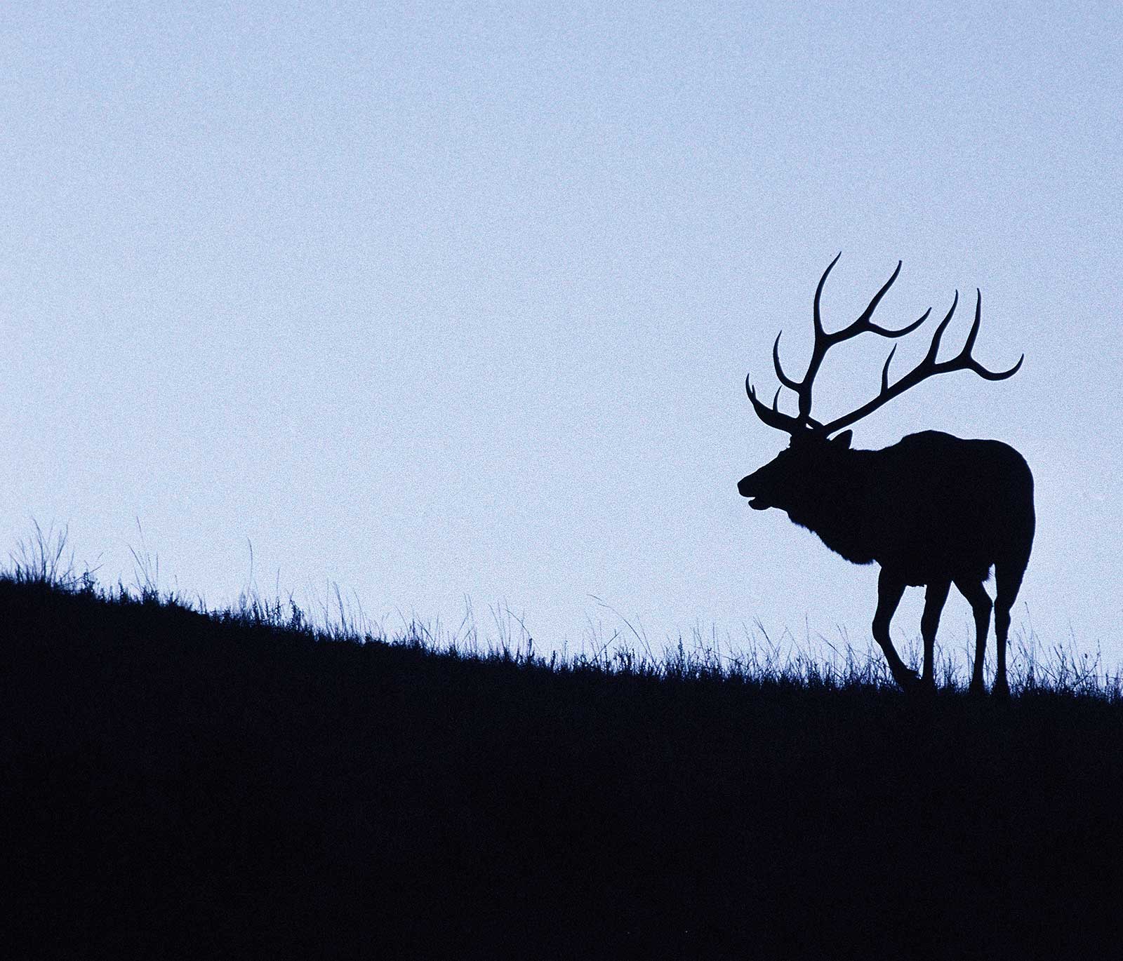 DID YOU KNOW? Elk are flourishing alongside wolves.