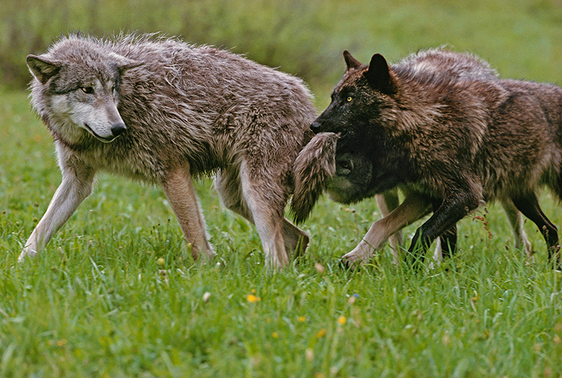 dark brown wolf pup