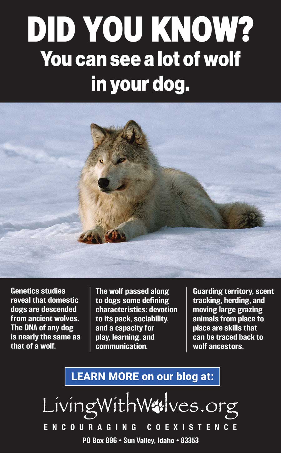 how do you know if your husky is a wolf