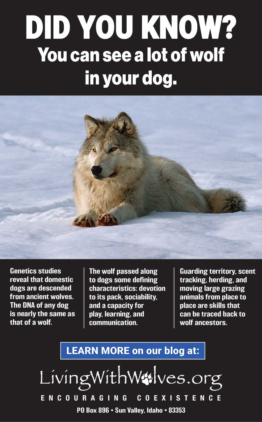 did dogs really come from wolves