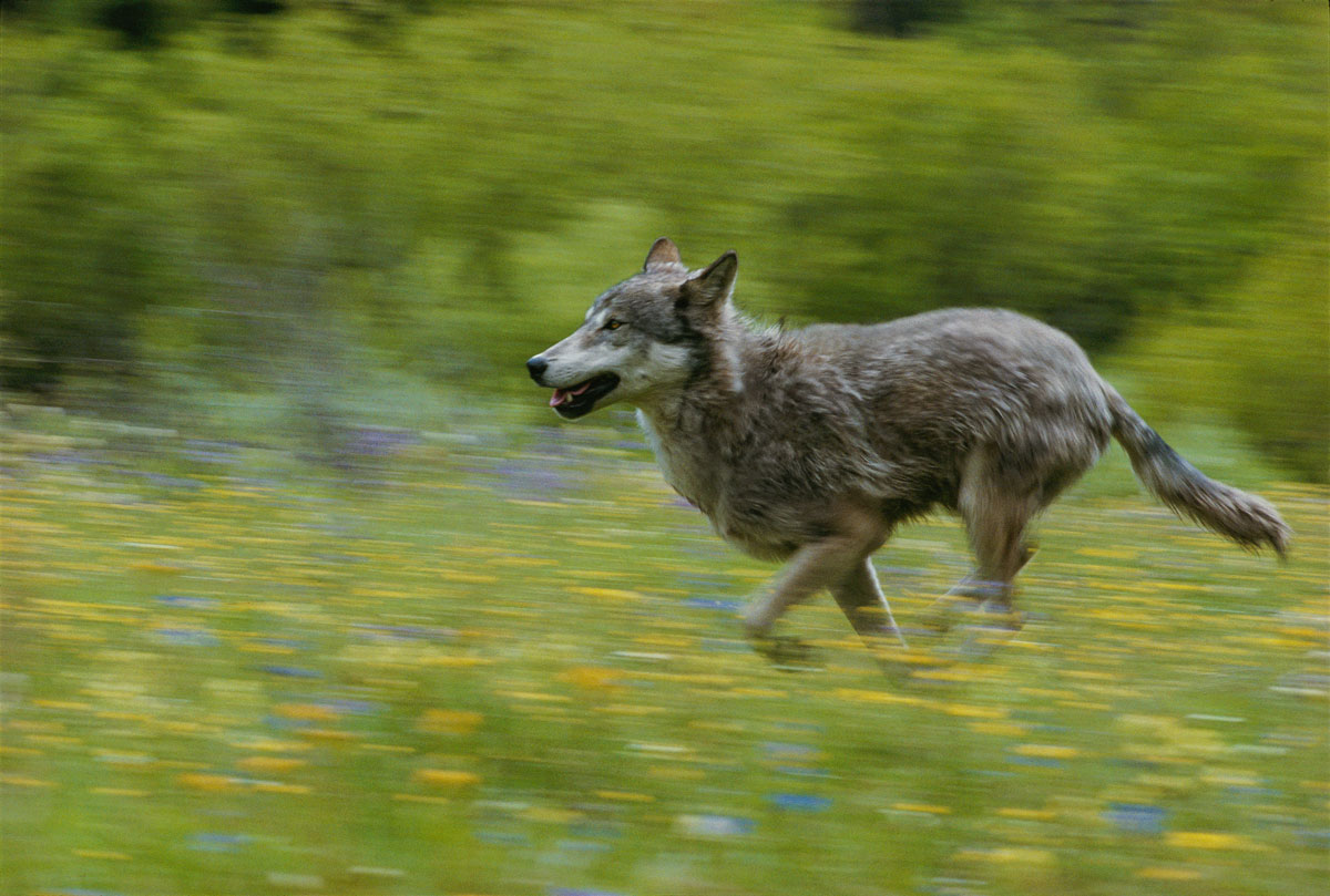 DID YOU KNOW? You can see a lot of wolf in your dog.