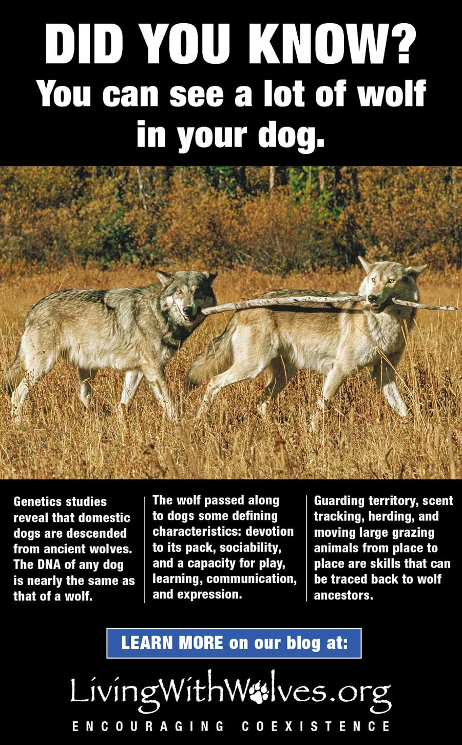 Are Domestic Dogs Pack Animals