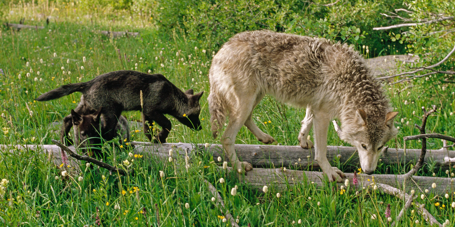 Сколько лет живут волки. Волк в дикой природе. Волк в неволе. Жизнь волка. Жизнь Волков в дикой природе.
