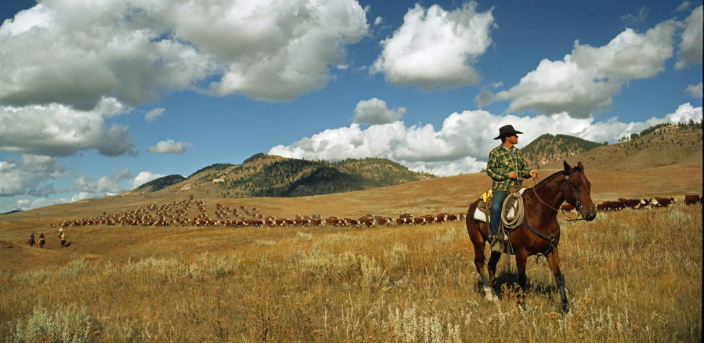 A cattle drive on the Padlock Ranch in Wyoming.