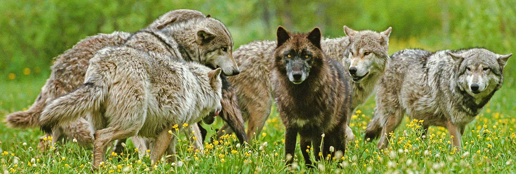 DO YOU KNOW about Living with Wolves and what we do?
