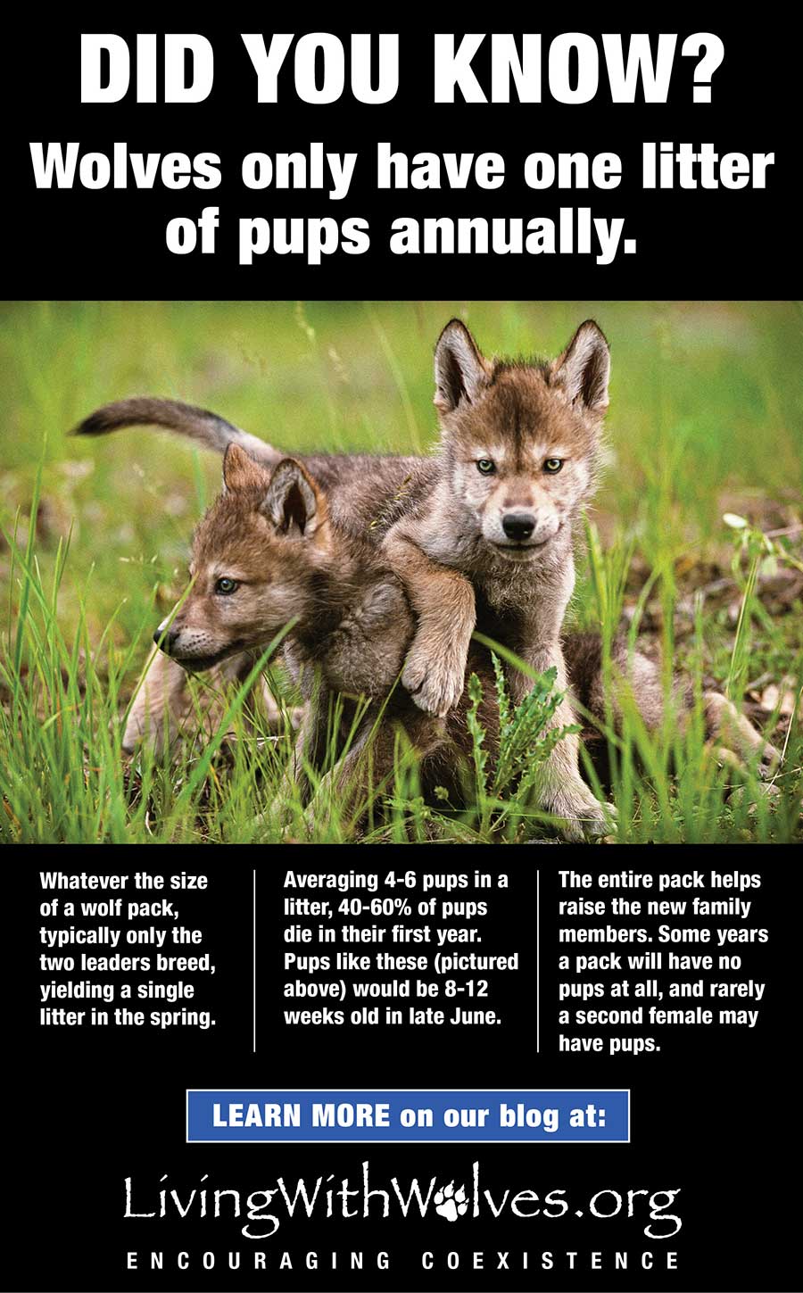 DID YOU KNOW Wolves Only Have One Litter Of Pups Annually Living 
