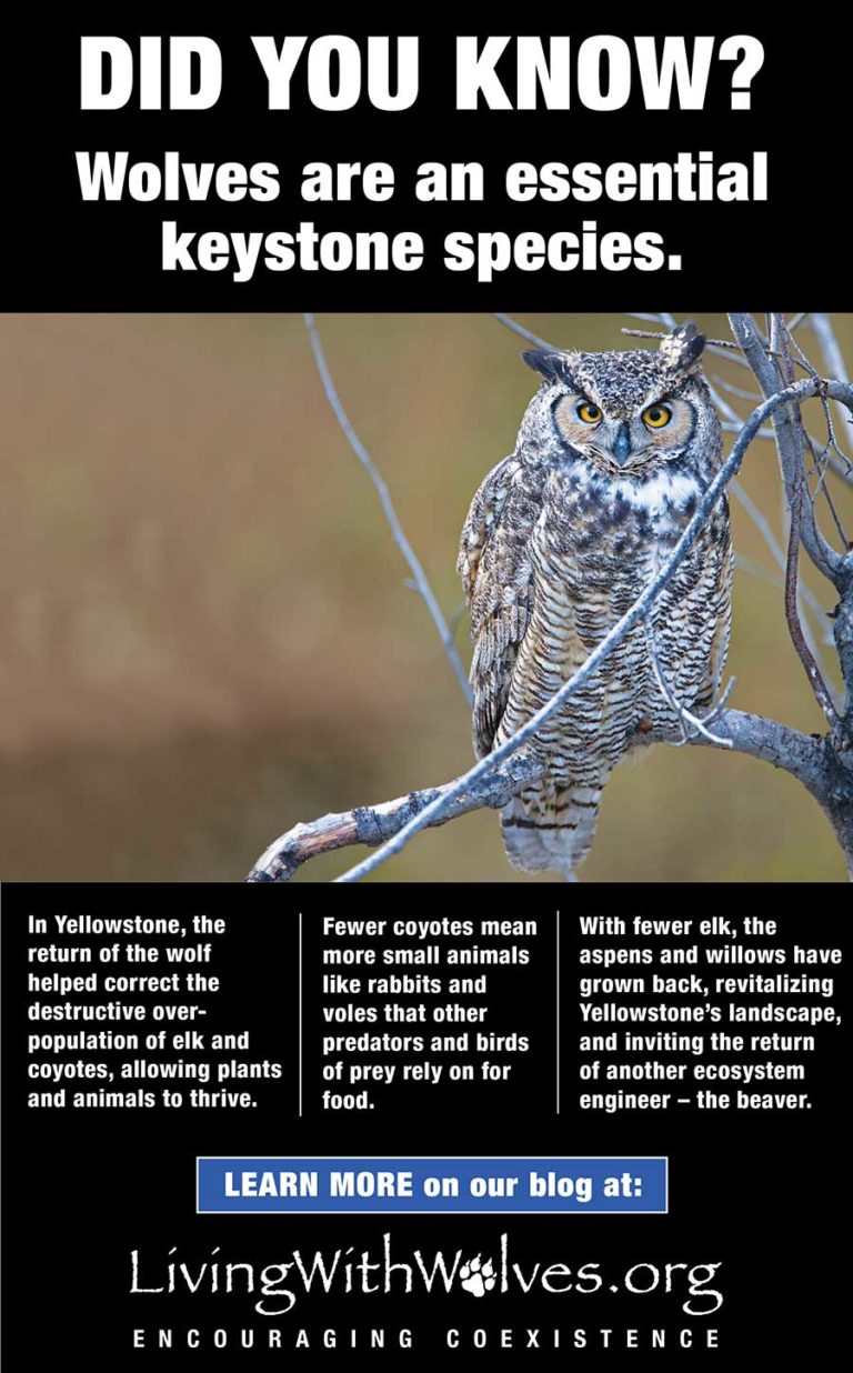DID YOU KNOW? Wolves are an essential keystone species. - Living with