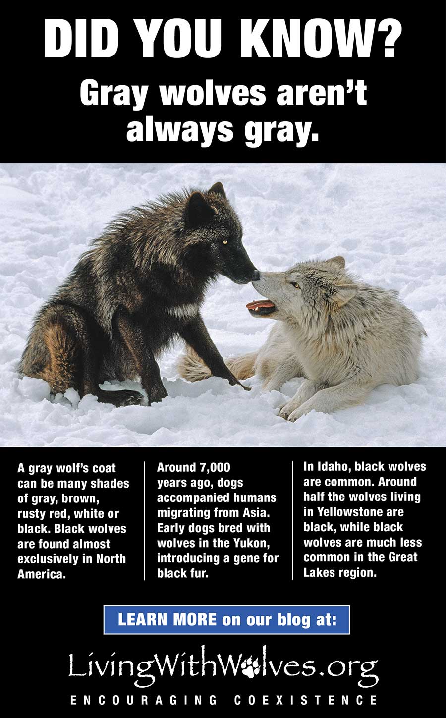 Did You Know Gray Wolves Aren T Always Gray Living With Wolves