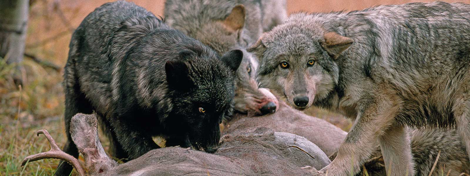 Bison Running From Wolves