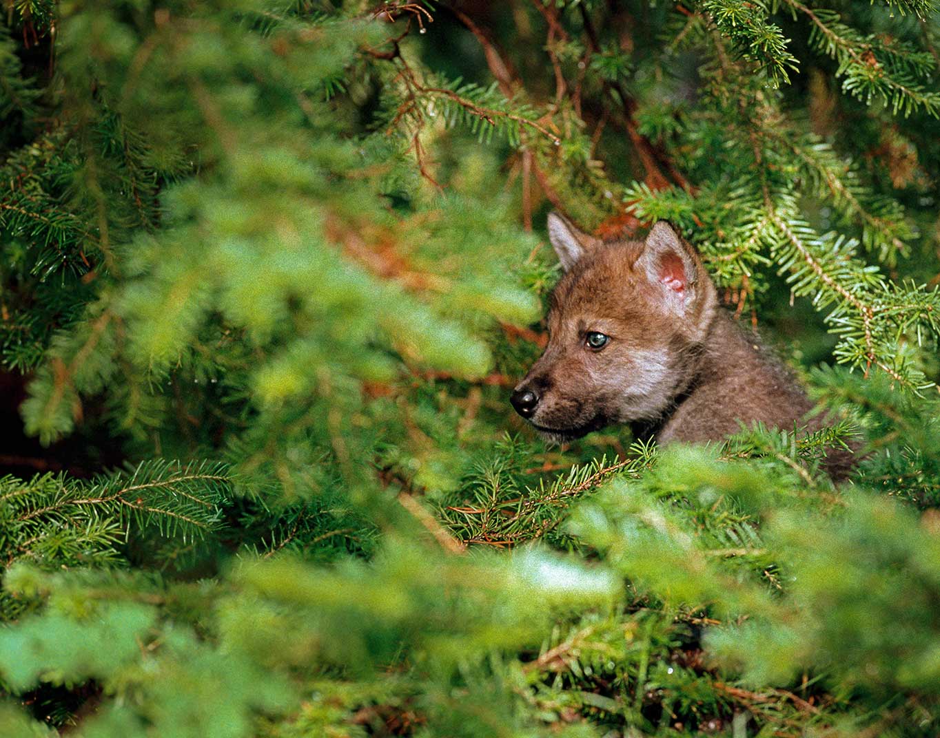 DID YOU KNOW? Idaho’s war on wolves targets wolf pups.