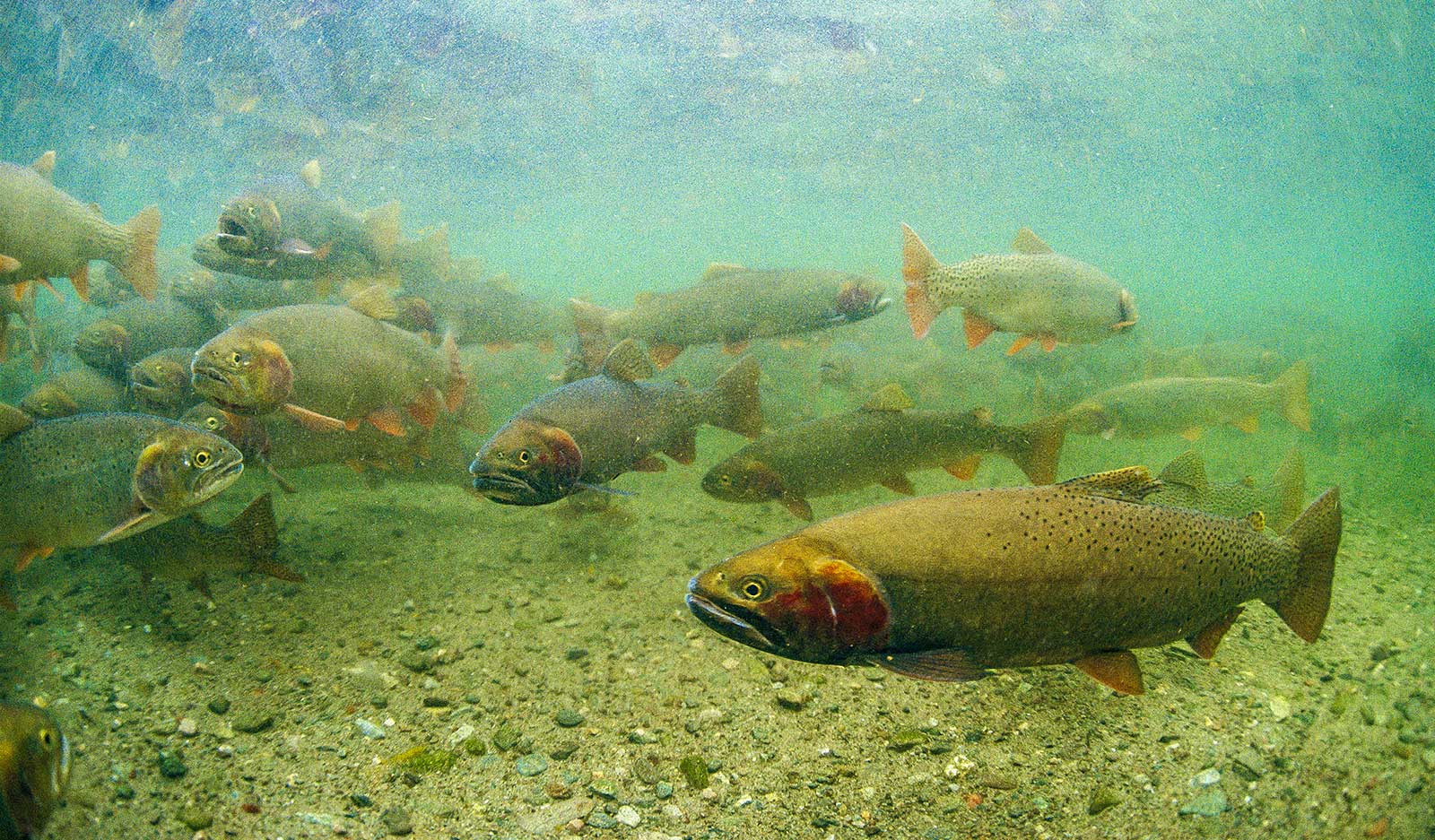 DID YOU KNOW? Wolves actually benefit trout.