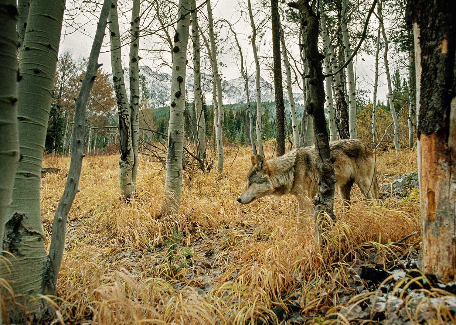 DID YOU KNOW? Wolves help to stabilize ecosystems.