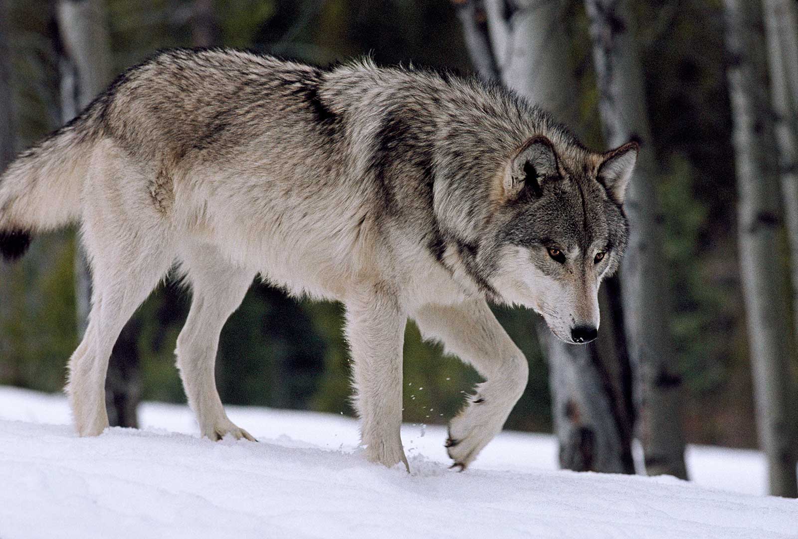 Keep Wolf Trapping Out of the Wood River Valley!