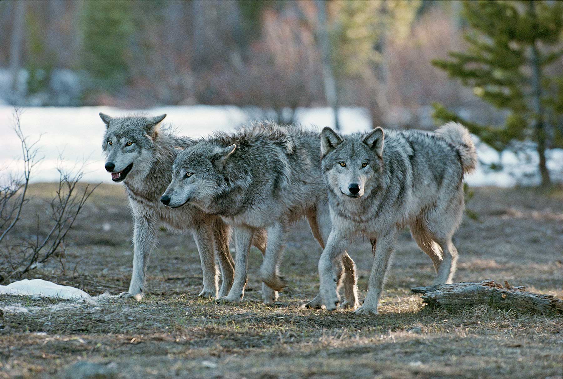 DID YOU KNOW? New laws escalate the war on wolves.
