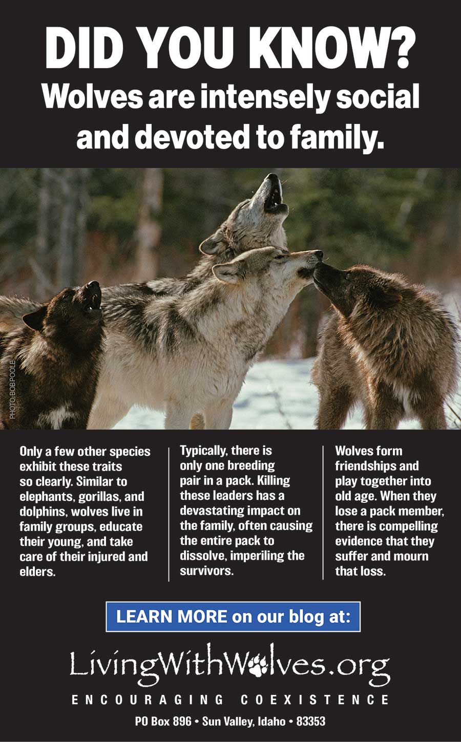 DID YOU KNOW? Wolves are intensely social and devoted to family. - Living  with Wolves